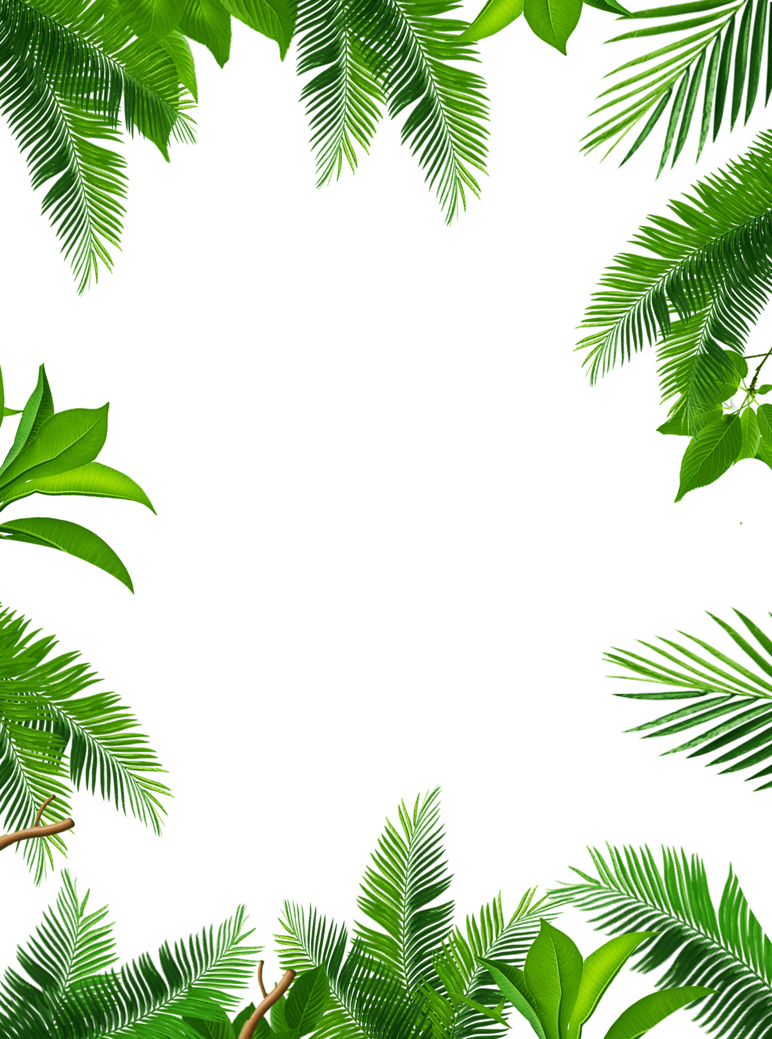 Leaf Frame PNG Photos
