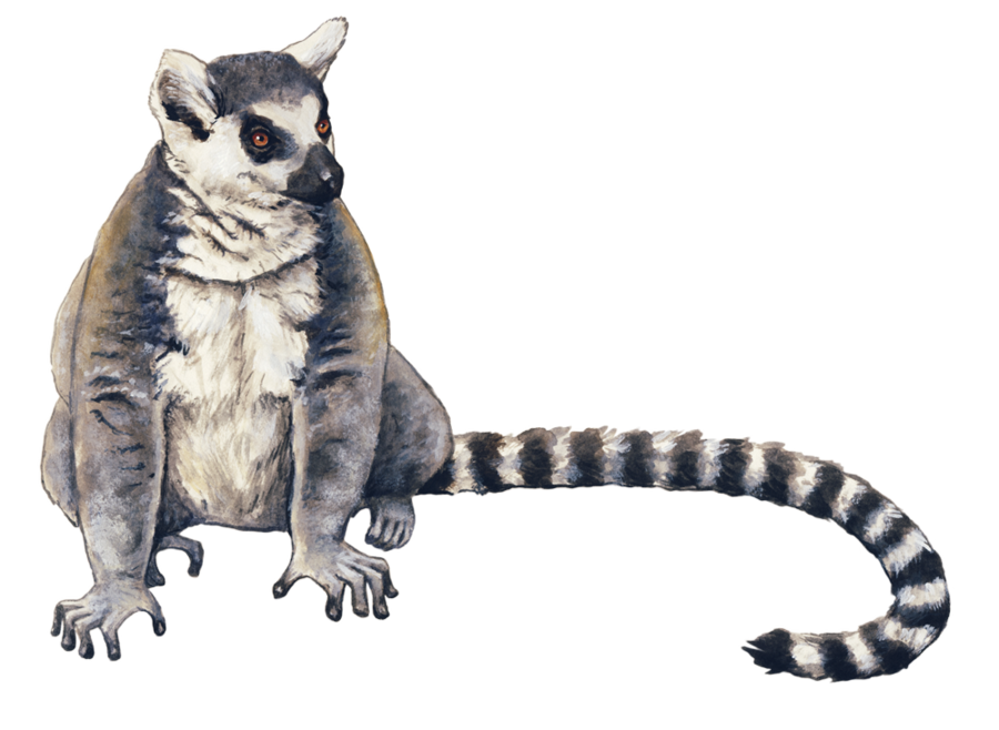 Lemur Hintergrund png