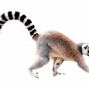 Lemur Png