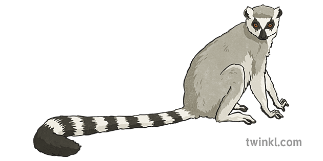 Lemur PNG Clipart