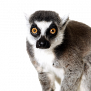 Lemur PNG CUPTOUT