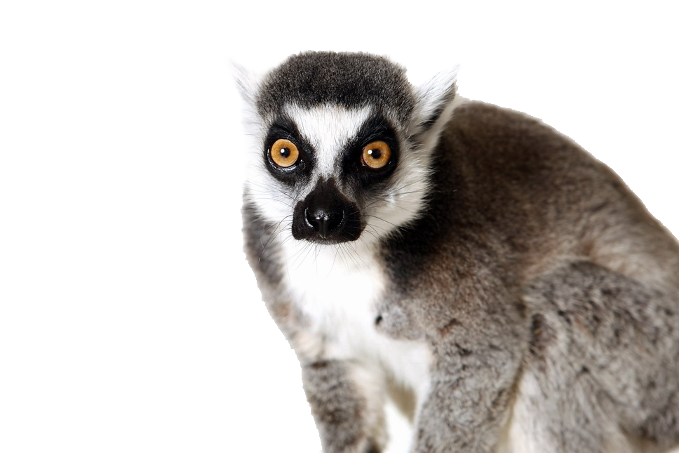 Lemur PNG Cutout