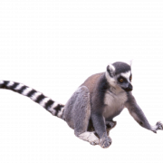 Lemur PNG صورة مجانية