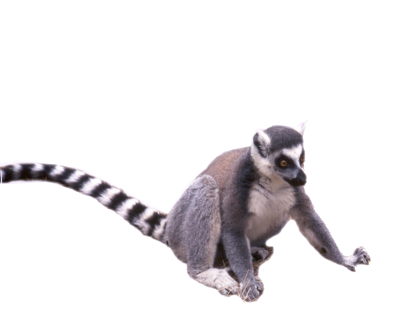 Lemur PNG Free Image