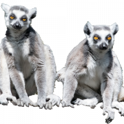 Lemur PNG Image