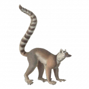 Lemur PNG -afbeelding HD