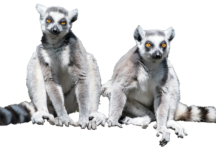 Lemur PNG Image