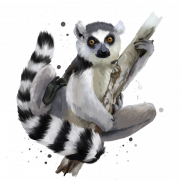 Lemur PNG -изображения