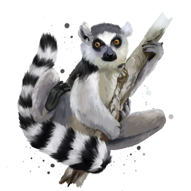 Lemur PNG Images