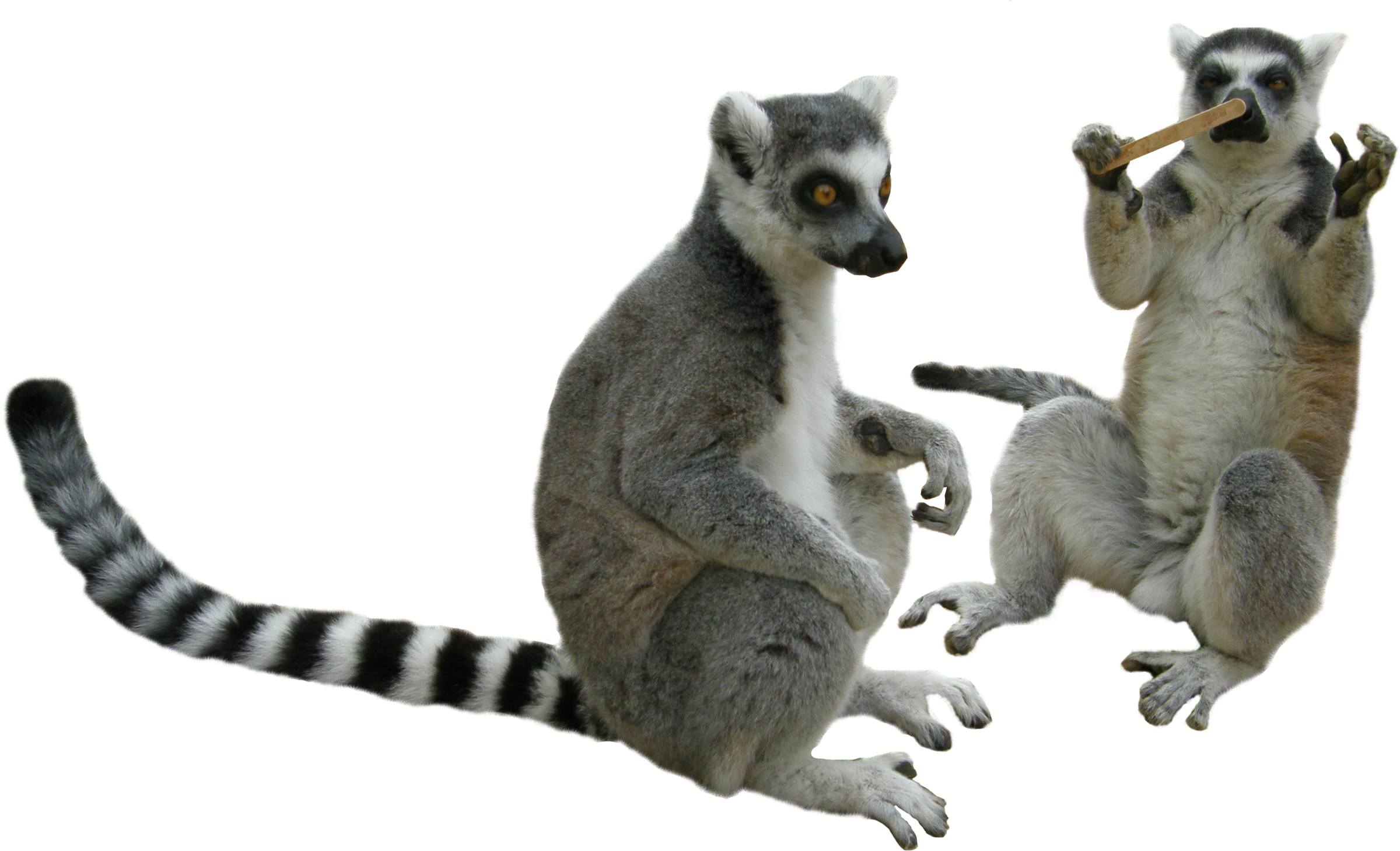 Lemur PNG Photo