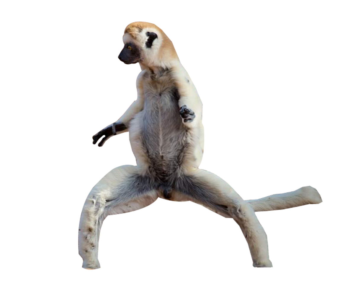 Lemur PNG Pic