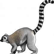 Lemur Вектор
