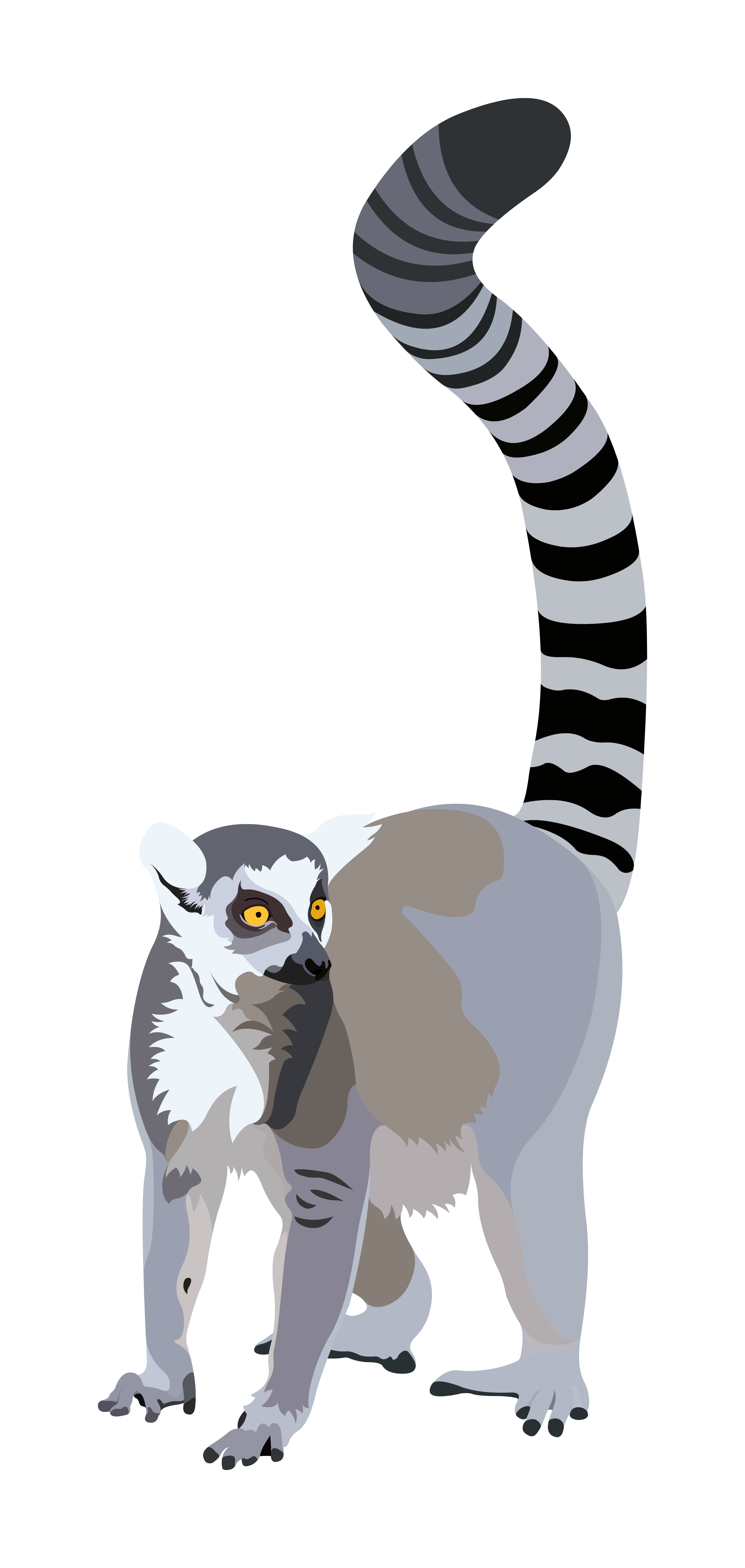 Lemur Vector Transparent