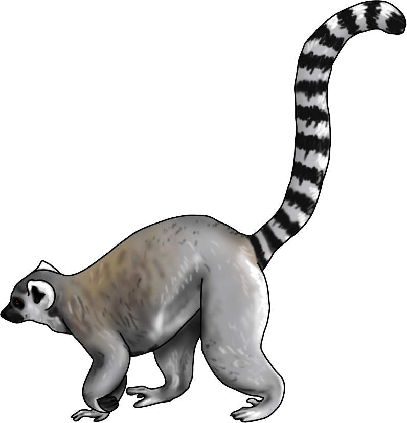 Lemur Vector