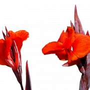 Lily Flower Png