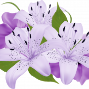 Lily Flower PNG Clipart