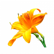Lily Flower PNG Imahe