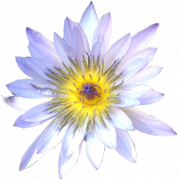 ภาพดอกลิลลี่ดอกไม้ PNG