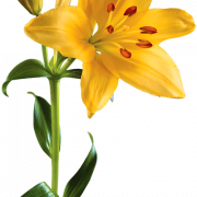 Lily Flower PNG Photo