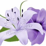 Lily Flower PNG Fotos