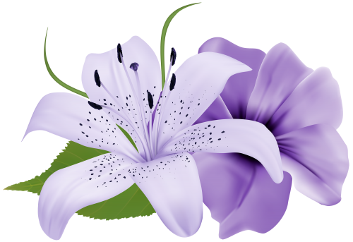 Lily Flower PNG Photos