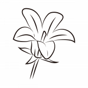 Lily Flower PNG Bild