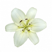 Lily Flower PNG Bild