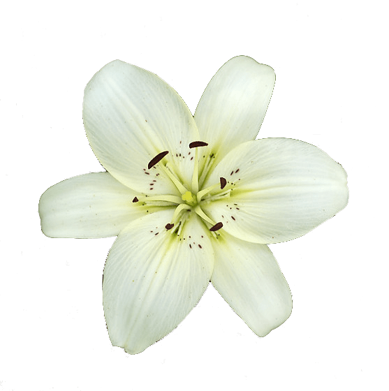 Lily Flower PNG Picture