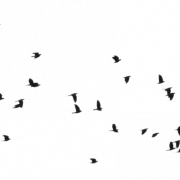 Burung Ocean PNG HD Gambar