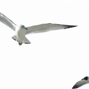 Ocean Birds PNG Image