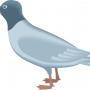 Океанские птицы PNG изображения