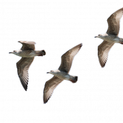 Ocean Birds PNG Photo