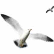 Image PNG des oiseaux océaniques