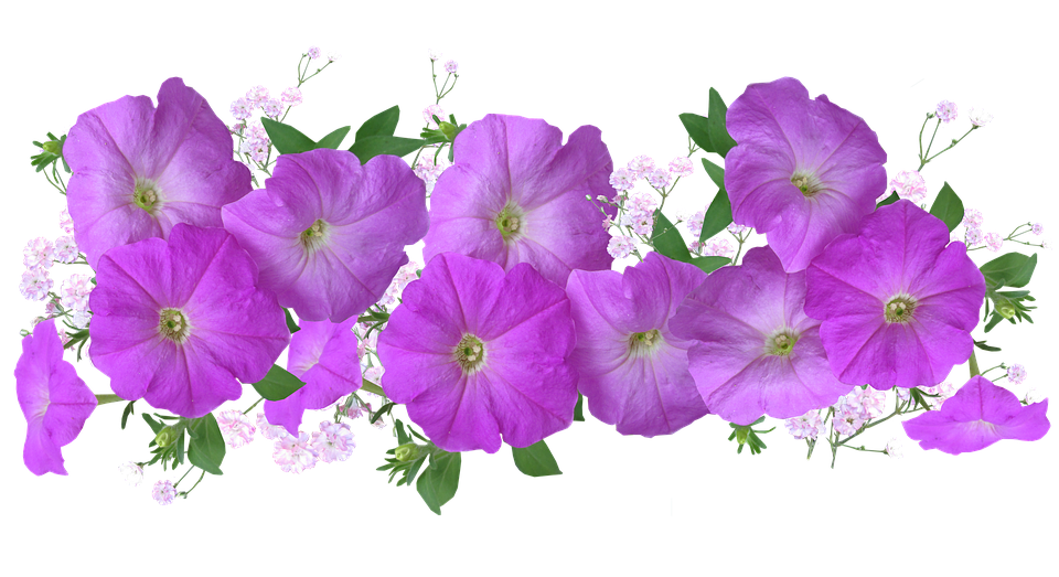 Petunia Achtergrond PNG