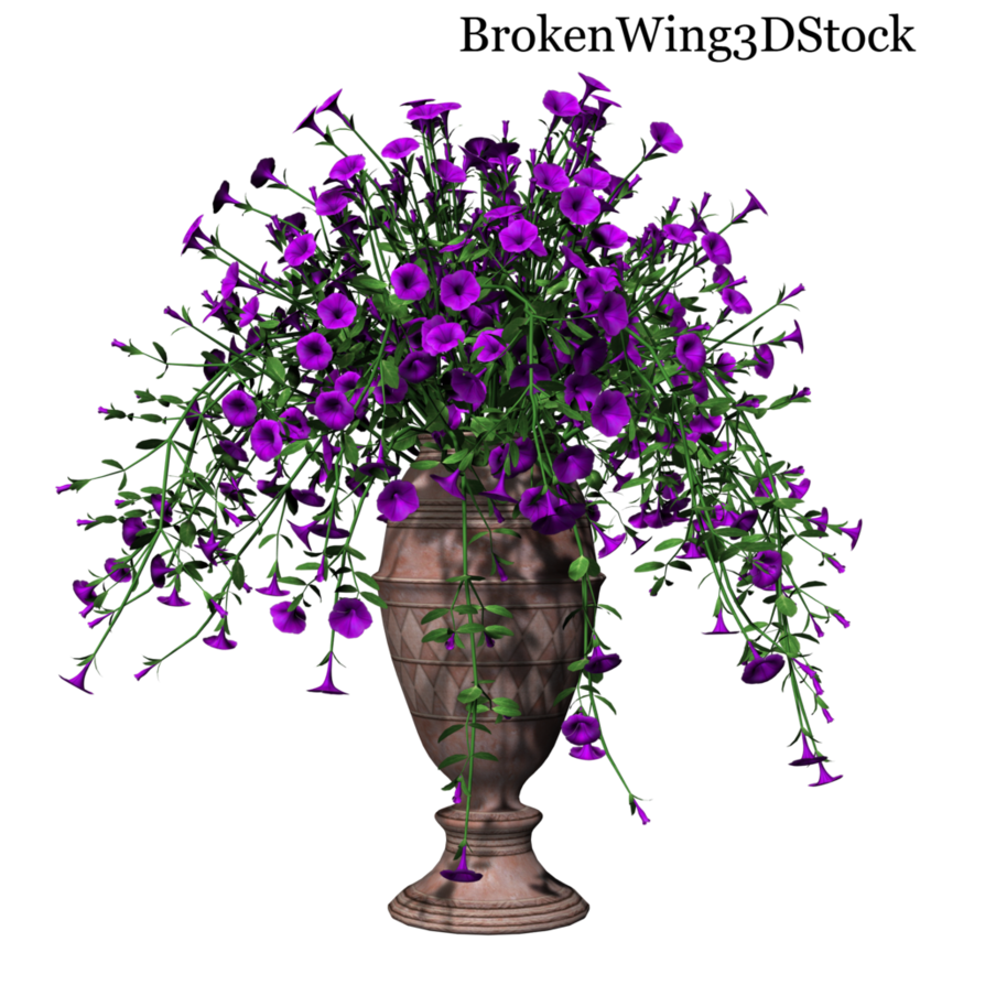 Petunia PNG Picture