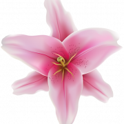 Розовый цветок лилии