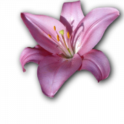 Розовый цветок лилии пнн