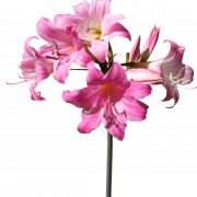 Fichier PNG de fleur de lis rose