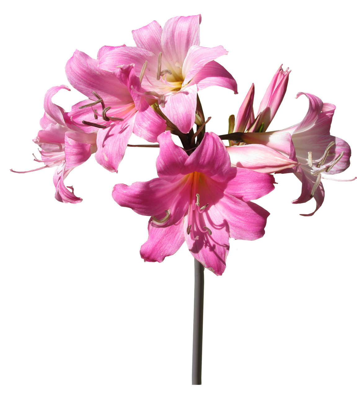 File png bunga lily merah muda