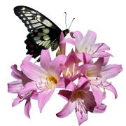 Image PNG de fleur de lis rose