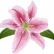 Foto png bunga lily merah muda