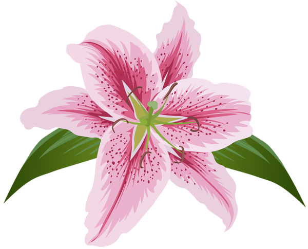 Pink Lily Flower PNG Photo