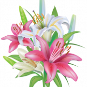 Pink Lily Flower Png Pic