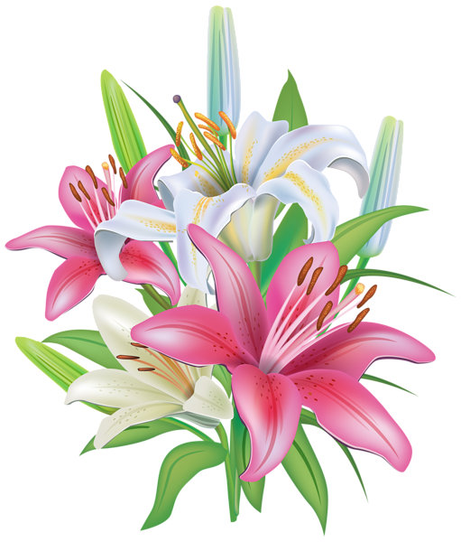 Pink Lily Flower PNG Pic