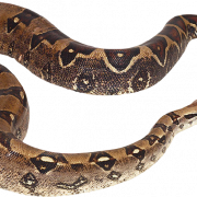 Reptilien -Tier -PNG -Hintergrund