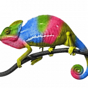 Рептилий животных PNG Бесплатное изображение