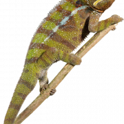 Reptilien -Tier -PNG -Bild