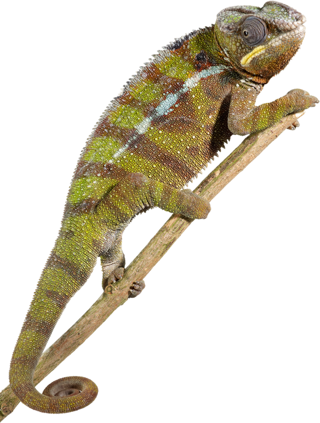 Reptilien -Tier -PNG -Bild