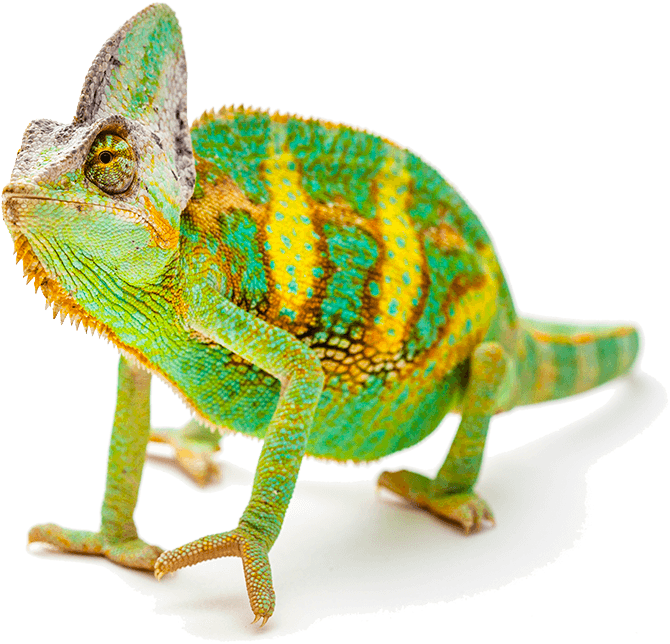 Reptile Animal PNG Larawan