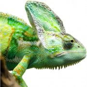 Reptilien -Tier PNG PIC